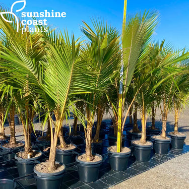 Cocos Nucifera ’Malay Dwarf’ - Dwarf Coconut Palm 400mm pot Plant