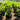 Codiaeum Variegatum - Croton Mad Painter 200mm pot Plant