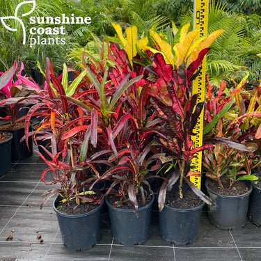Codiaeum Variegatum - Croton Mammy 200mm pot