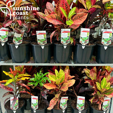 Codiaeum Variegatum - Croton Croton Petra 200mm pot Plant
