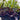 Codiaeum Variegatum - Croton Mammy 140mm pot Plant