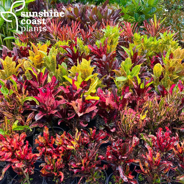 Codiaeum Variegatum - Croton