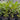 Codiaeum Variegatum - Croton Croton Mad Painter 140mm pot Plant