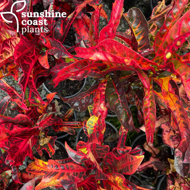 Codiaeum Variegatum - Croton