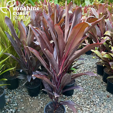 Cordyline ’Beetroot’ 200mm pot Plant
