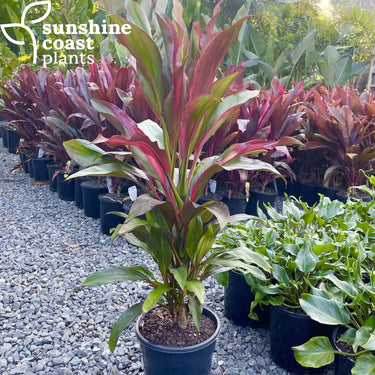 Cordyline ’Candy Apple’ 200mm pot Plant