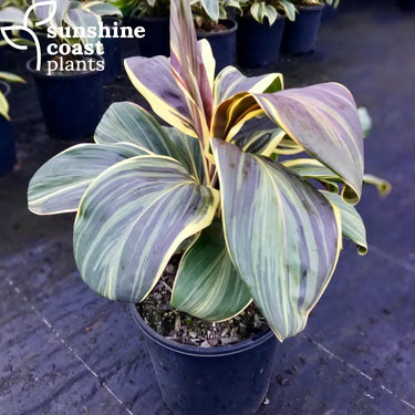 As the leaves mature, they become flushed with chocolate purple and deep red coloring