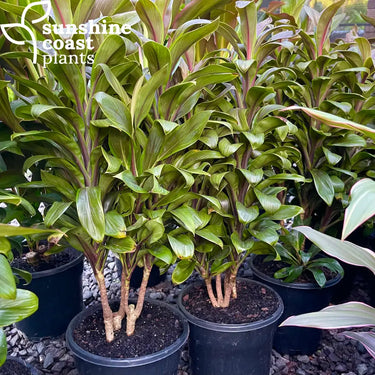 Cordyline ’Dolly Bronze’ 200mm pot Plant