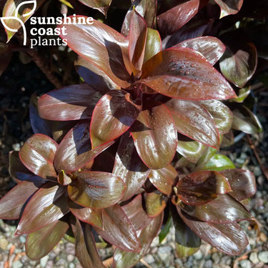 Cordyline ’Dolly Maroon’ 200mm pot Plant