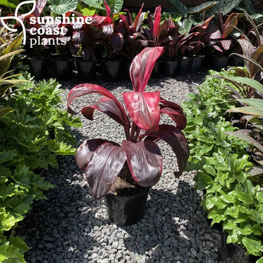 Richly-coloured wine-red foliage ideal for front of border or container planting