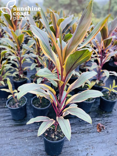 Beautiful blend of pink and yellow coupled with earthy green shades stripe every leaf of this tropical plant
