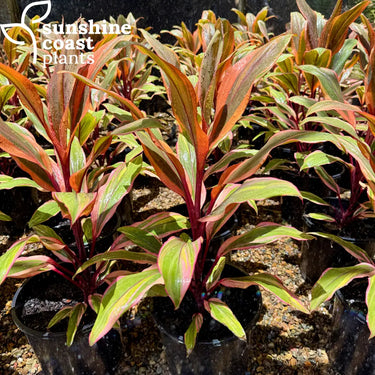 Cordyline ’Early Morning Diamond’ 200mm pot Plant
