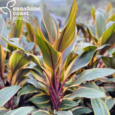 Earthy green foliage is washed with pastel pinks, oranges, reds and creamy-yellows