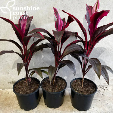 Cordyline ’Firestorm’ - 200mm pot - Plant