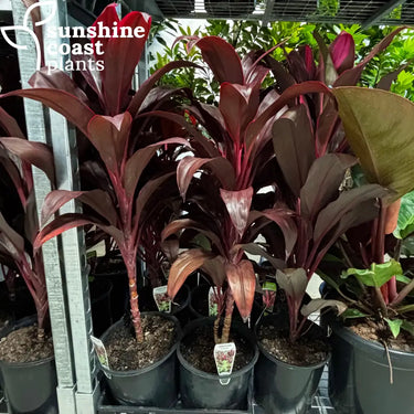 Cordyline Firestorm 200mm pot