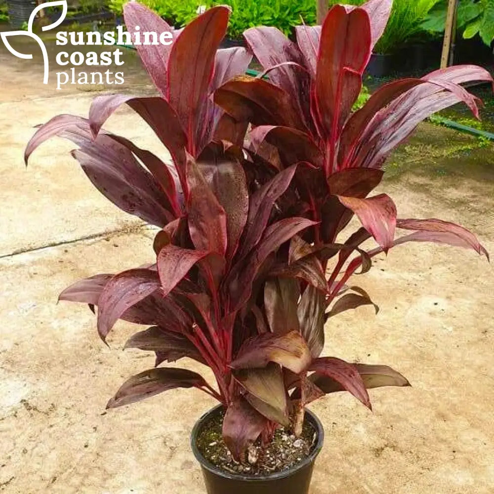 plant cordyline in pot Cordyline Firestorm