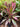 Cordyline ’Flamingo Haze’ 200mm pot