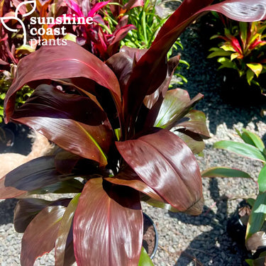 Cordyline ’Harry Houdini’ 200mm pot Plant