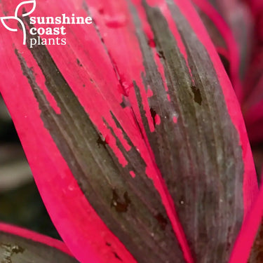 Deep green-maroon-gold broad leaves edged with lipstick red