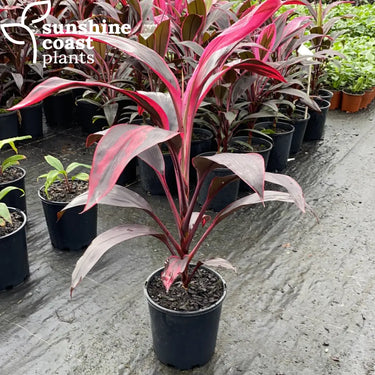 Neat, small, this tropical cordyline makes a statement in mixed borders and patio containers