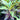 Cordyline ’Katrijin’ 200mm pot Plant