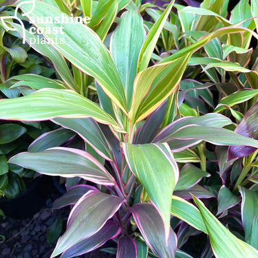 Cordyline ’Katrijin’ 200mm pot Plant