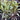 Cordyline ’Katrijin’ 200mm pot Plant