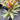 Cordyline ’Kiwi Pride’ 200mm pot Plant
