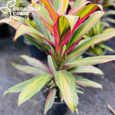 Cordyline ’Kiwi Pride’ 200mm pot Plant