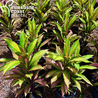 Cordyline ’Kiwi Pride’ 200mm pot Plant