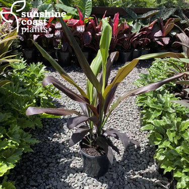 Cordyline Negra 200mm pot Plant