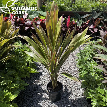 Cordyline New Guinea 200mm pot Plant