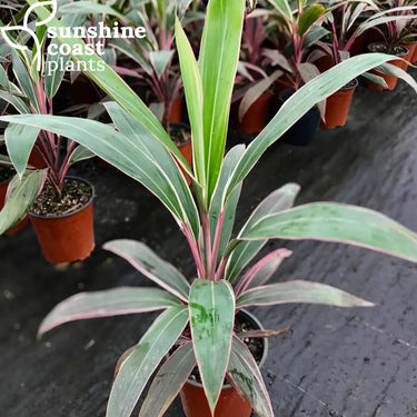 Cordyline Pink Diamond 200mm pot Plant