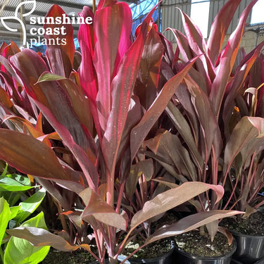 Cordyline Rubra/ Redwings 200mm pot Plant