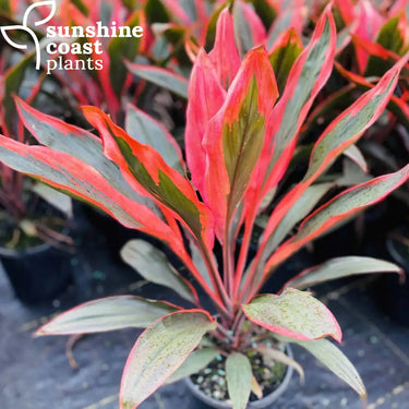 Cordyline Tangelo 200mm pot Plant