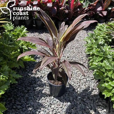 Cordyline Tartan 200mm pot Plant