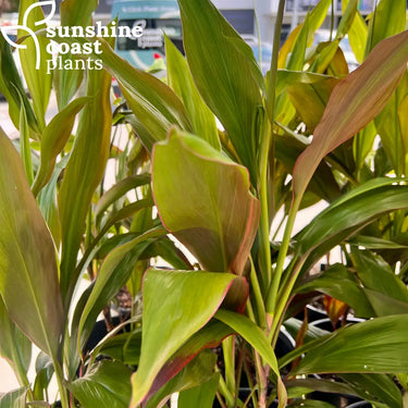 Cordyline Tropical Sunset
