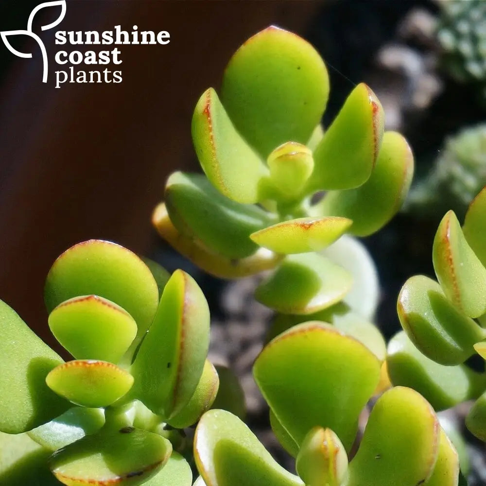 succulent jade plant benefits Crassula Ovata - Jade Plant
