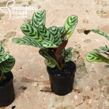 Ctenanthe Burle Marxii - Fishbone Prayer Plant 100mm pot Plant