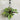The Ctenanthe burle marxii has long, oval, grey-green leaves with a stunning fishbone pattern