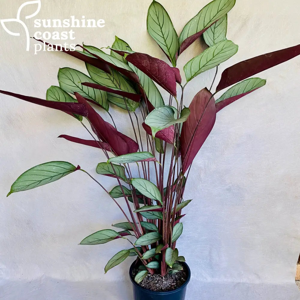grey star plant indoor care Ctenanthe Grey Star