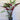Ctenanthe Grey Star is an evergreen, clumping tropical plant with narrow foliage with unique colouring