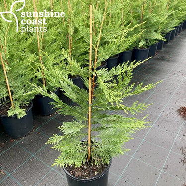 Cupressus 'Leighton Green' is a fast growing confer that provides great green colour all year round
