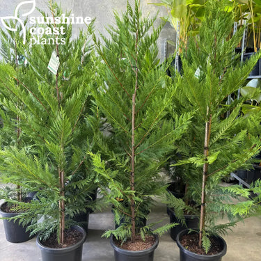Cupressus leylandii ’Leighton Green’ - Leighton Green Cyprus - 300mm pot/20Ltr bag - Plant