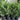 Cupressus leylandii ’Leighton Green’ - Leighton Green Cyprus - Plant