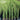 Cupressus Sempervirens ’Glauca’ - Blue Italian Cypress 200mm pot Plant