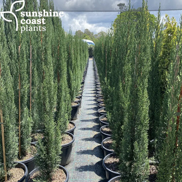 Cupressus sempervirens 'Glauca' is a fast growing and very dense but slender cypress