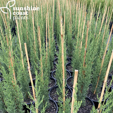 A stunning conifer with brilliant blue-green foliage growing in a a very tight, erect column