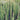 A stunning conifer with brilliant blue-green foliage growing in a a very tight, erect column