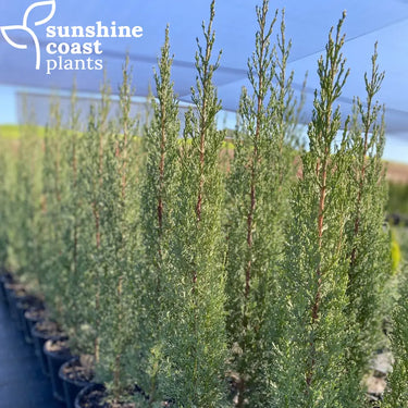 Grows best in a full sun position, in well-drained, fertile soil
